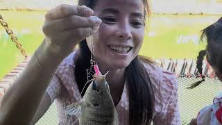 Pond fishingfishing lao [upl. by Rhoades]