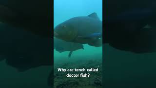 Why are tench called Doctor fish fishing tench doctorfish [upl. by Charlotta]