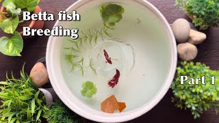 Betta fish breeding Part 1  Breeding tank setup [upl. by Skiest]