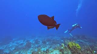 The Villages Scuba Club Cozumel Ep3 [upl. by Annayhs568]