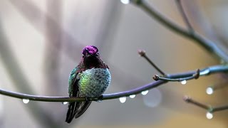 AVE MARIA by Leo Rojas  HUMMINGBIRDSOUL BIRD [upl. by Anifesoj75]