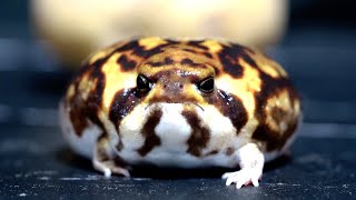 Rain frogs are so cute in closeup shots2 [upl. by Jory]