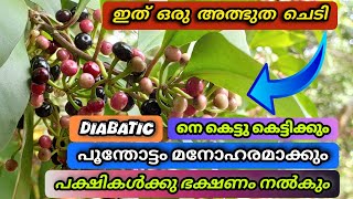 Best Fruits Plants For Home Malayalam [upl. by Olaznog337]