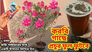 করবি গাছে প্রচুর ফুল ফুটবে ১ চামচ কফি পাউডারের সঙ্গে একটি উপাদান মিশিয়ে দিন  Oleander plant care [upl. by Roselin114]