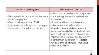 Famille des Enterobacteriaceae  Genre Escherichia [upl. by Allesiram854]