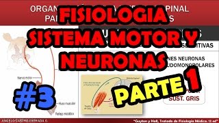 Video de Fisiologia Sistema Motor y Reflejos  Huso Muscular  Motoneuronas [upl. by Frerichs936]