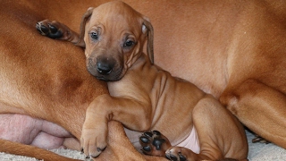 The Story of Zero  Our Rhodesian Ridgeback Puppy [upl. by Elem265]