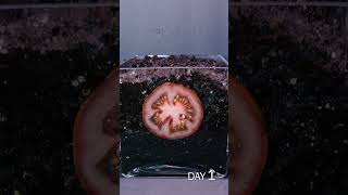 Tomato Slice to Seedling Time Lapse [upl. by Mungam]