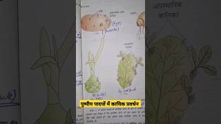 vegetative propagation in plants neet2025 neet ncert diagram plant puru janutharia [upl. by Ahtanamas479]