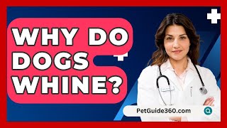 Why Do Dogs Whine  PetGuide360com [upl. by Gothart]