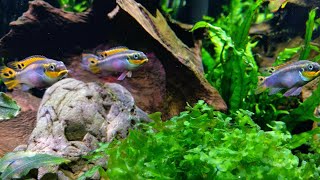 Пельвикахромисы и киллифиш  Pelvicachromis taeniatus quotNigeria Redquot killifish and other [upl. by Yllom983]