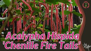 ACALYPHA HISPIDA CHENILLE FIRE TAILS Information and Growing Tips [upl. by Lamp]