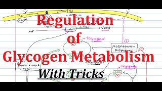 20 Regulation of Glycogen Metabolism  Biochemistry [upl. by Francyne]