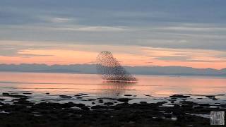 November 11 evening murmuration on the bay [upl. by Seamus]