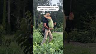 Kicking off watermelon season with this MONSTER 47 lbs Georgia Rattlesnake watermelon [upl. by Nitsuj957]