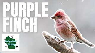 Finding Beautiful Purple Finches in the Snow [upl. by Bradway]