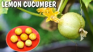 Growing Lemon Cucumber  Excellent Producer [upl. by Skcirdnek]