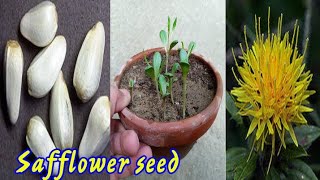 How T Grow Safflower From Seed With Update  Carthamus Tinctorius  Beauty With Gardening [upl. by Robyn]