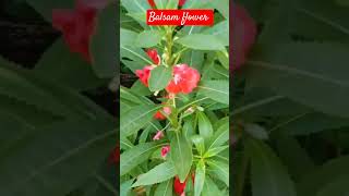 balsam gulmehendi spotted snapweed flower gardening viralvideo shortsvideo [upl. by Scriven]