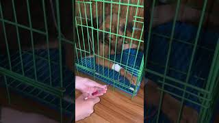 Oxytetracycline medication injections shortvideo doglife parvovirus [upl. by Hahn]