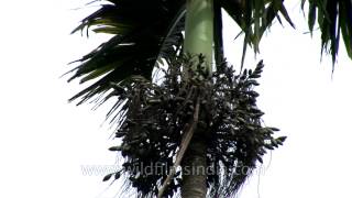 Betel nut tree in Kerala [upl. by Holmes]