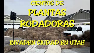 LOS DESVELADOS  CIENTOS DE PLANTAS RODADORAS INVADEN CIUDAD EN UTAH [upl. by Araes]