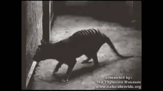 Thylacine footage circa 1930 [upl. by Templeton]