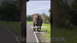 Elephant Attack Safari Jeep Masinagudi tigers reserve elephant elephantvideo elephantattack2024 [upl. by Massab600]