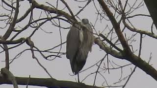 Great Blue Herons balancing act [upl. by Pimbley689]