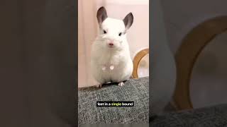 Chinchilla Facts and Information😱😱 shorts chinchilla chinchillalove [upl. by Aggy]