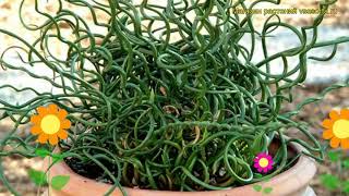 Ситник нитевидный Спиралис Краткий обзор описание характеристик juncus filiformis Spiralis [upl. by Cacia]