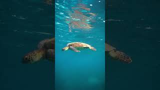 Green sea turtle chilling greenseaturtle ocean seaturtles turtle conservation [upl. by Vani726]