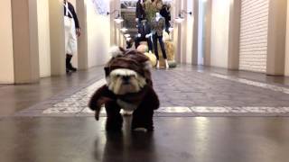 Ewok Dog Walking Down Hallway [upl. by Fromma]