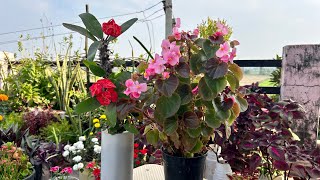 Care Of Begonia And Euphorbia ￼Tips And Tricks NATURE CHANGE THE FUTURE [upl. by Hardi]