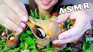 ASMR ỐC BÚA  EATING HAMMER SNAILS EATING SOUNDS  LINHASMR [upl. by Anelas469]