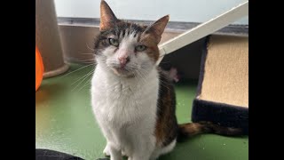 RSPCA Rehoming  Daphne the cat [upl. by Acinehs]