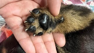 Removing dewclaws on Rottweiler puppies [upl. by Ranique721]