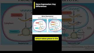 Key Differences in Gene Expression of Prokaryotes and Eukaryotes [upl. by Attenahs]