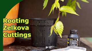 Successfully rooting Zelkova Japanese Grey Elm cuttings [upl. by Stockmon]