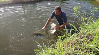 PESCANDO O PIRARUCU COM 10 MESES DE IDADE PARA CONFERIR O PESO [upl. by Jamnis]