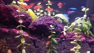 Ikan hias Tetra Aquascape [upl. by Ecila]