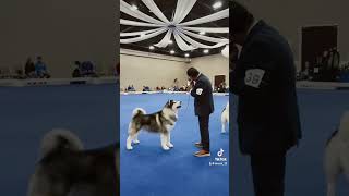 AMCA National Specialty 2024 alaskanmalamute doglover malamute [upl. by Ailemaj]