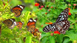 Lots of Butterfly Flying in Flowers Garden  How Butterflies Pollinate Flowers [upl. by Aisaim]