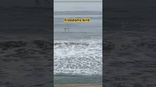 Bird flying birds youtubeshorts california beach [upl. by Desi999]