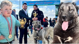 120 TANE KÖPEK 1Cİ GÜZEL SEÇİLMEK İÇİN YARIŞIYOR  DEV KÖPEKLERİN BULUŞMASI  ANADOLU ASLANLARI [upl. by Eiramanitsirhc]