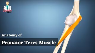 Pronator Teres Muscle Anatomy  Superficial Muscle of Anterior Forearm  Doctor Speaks [upl. by Jon]