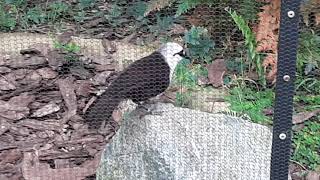 Sumatran Laughingthrush  Bird Paradise Singapore [upl. by Revell]