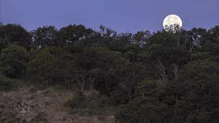 Los Picachos San Miguel de Allende Oak Forest [upl. by Bushey]