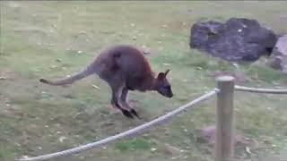 The Wallaby Jumping Past Us at the zoo [upl. by Bortman606]