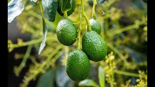 Aguacate Hass exportaciones que crecen en aras de generar riqueza y propender por tejido social [upl. by Anauqahs]